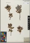 Foto von Salix glabra Scop.